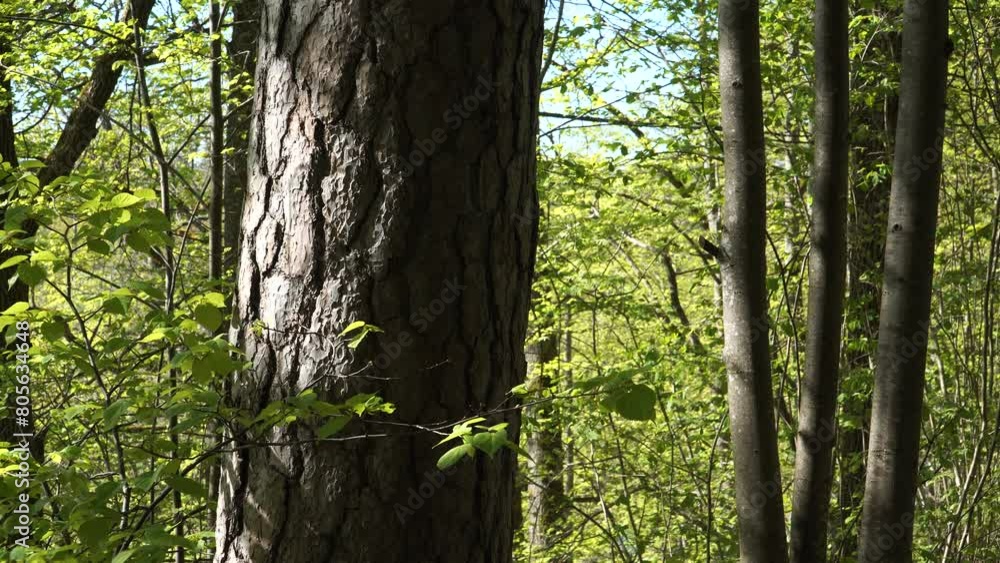 Close-up of a pine tree trunk in a shady mixed-tree forest on a sunny spring day in May. The beautiful, calm springtime landscape in a wild wooded environment. Close-up of a pine tree trunk in a shady mixed-tree forest on a sunny spring day in May. The beautiful, calm springtime landscape in a wild wooded environment.