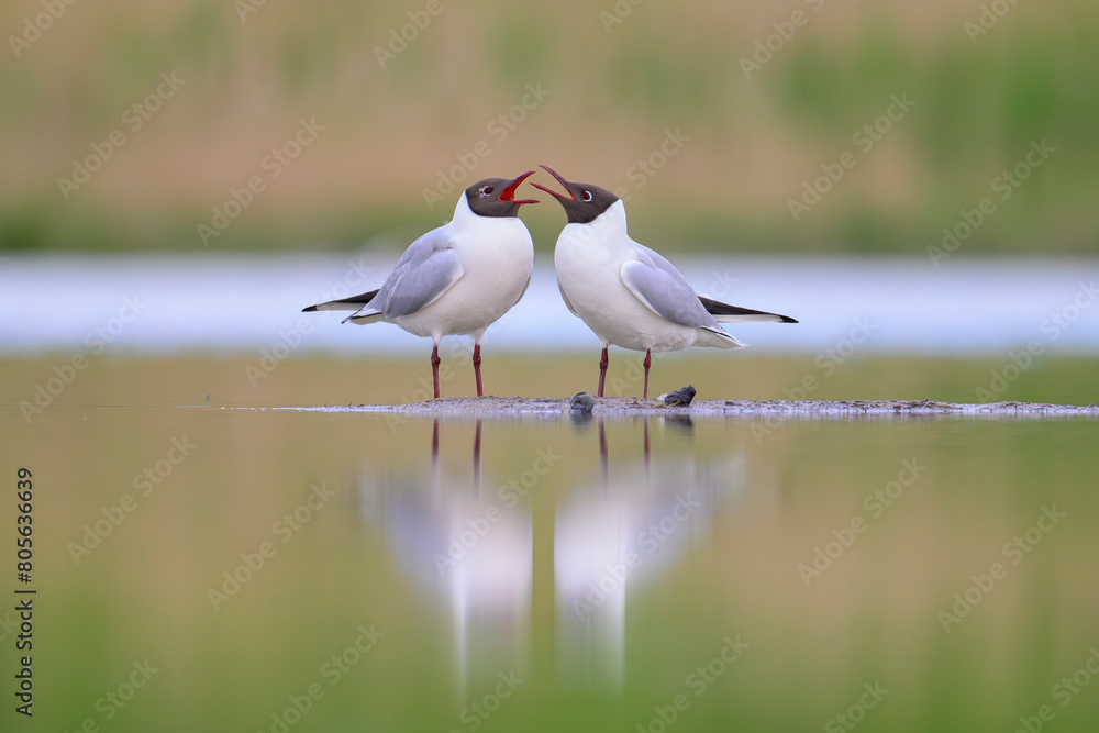 custom made wallpaper toronto digitallachmöwe larus ridibundus