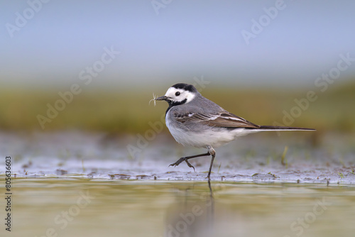 Bachstelze Motacilla alba