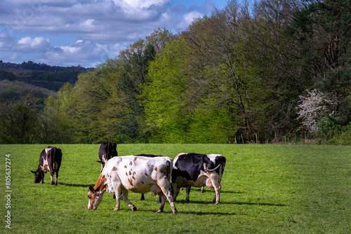 Cows in a field in spring, East Sussex, England photo