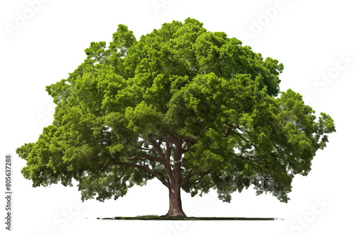 Green wide tree  cut out  photo realistic --ar 3 2 Job ID  98a8e17f-7325-4619-9672-ded932487c80