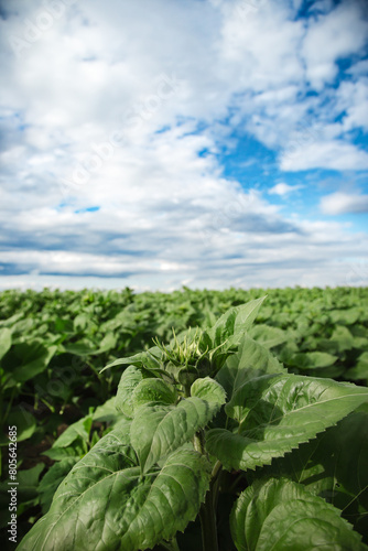 Close-up of young sunflower bud in field. Nature and growth concept. Sunflower oil production