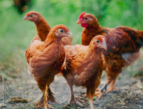 Flock of young brown chickens in natural setting. Poultry farming and agriculture concept