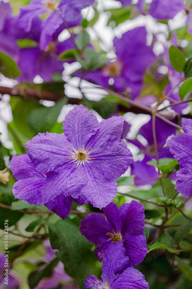 Vibrant purple clematis flowers in full bloom. Floral beauty and gardening concept Vibrant purple clematis flowers in full bloom. Floral beauty and gardening concept