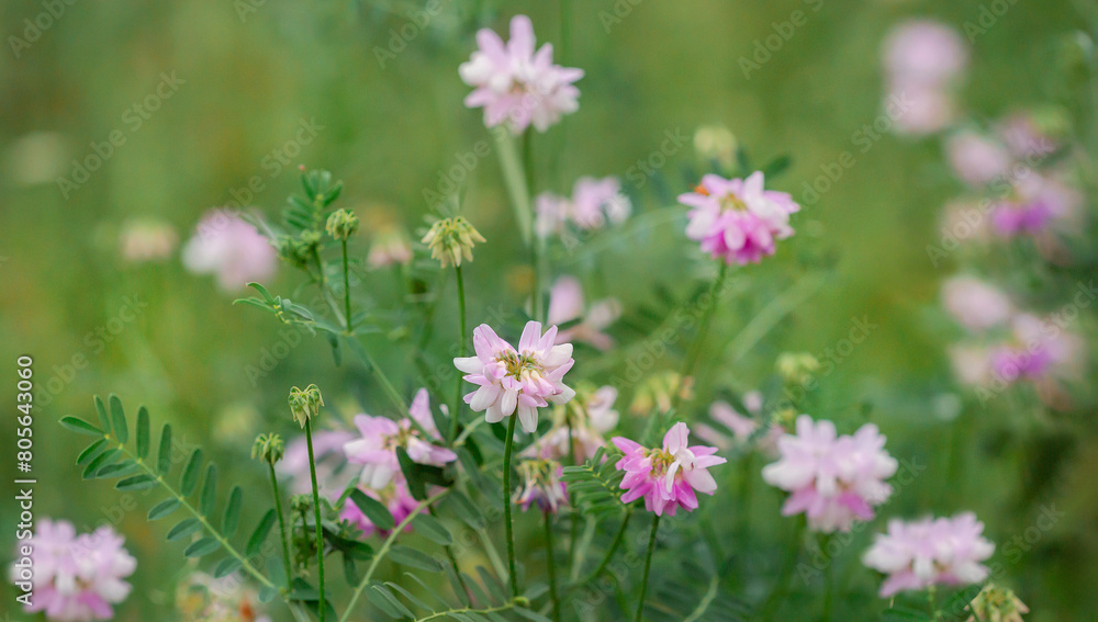 Soft focus of delicate pink Trifolium repens wildflowers in lush meadow, symbolizing gentle beauty Soft focus of delicate pink Trifolium repens wildflowers in lush meadow, symbolizing gentle beauty