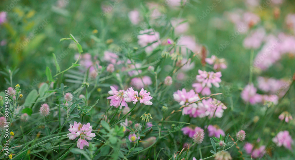 Soft focus of delicate pink Trifolium repens wildflowers in lush meadow, symbolizing gentle beauty Soft focus of delicate pink Trifolium repens wildflowers in lush meadow, symbolizing gentle beauty