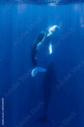 Whales in the ocean © loulou372011
