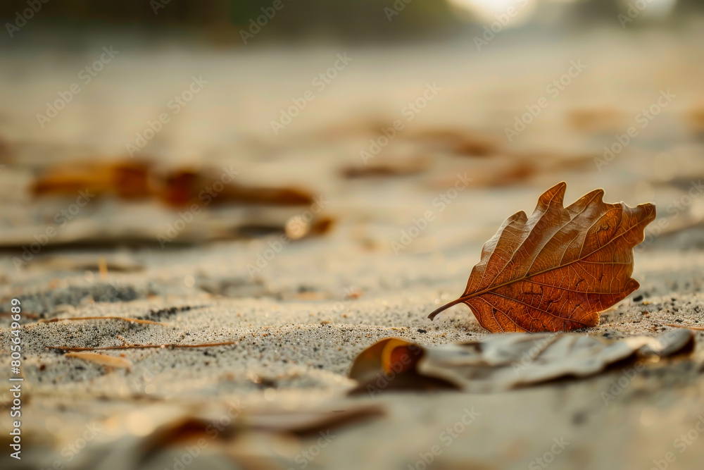 A leaf is laying on the sand, and the sand is brown. The leaf is brown and has a wavy edge A leaf is laying on the sand, and the sand is brown. The leaf is brown and has a wavy edge