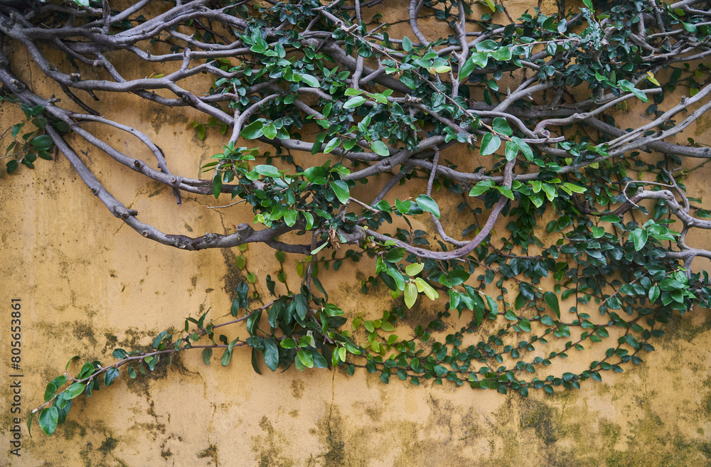 Obraz premium A terrestrial plant with lots of leaves is growing as groundcover on a wall, creating a beautiful landscape. The plants roots are anchored in the soil, providing habitat for terrestrial animals