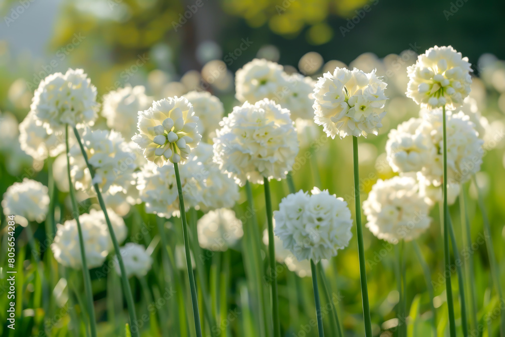 A field of white flowers with green stems. The flowers are in full bloom and are scattered throughout the field. Scene is peaceful and serene, as the flowers are a symbol of beauty and tranquility