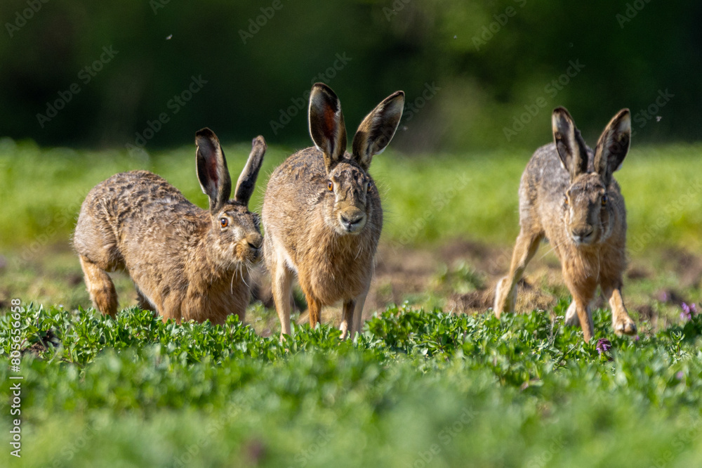Fototapeta premium rabbits in the grass