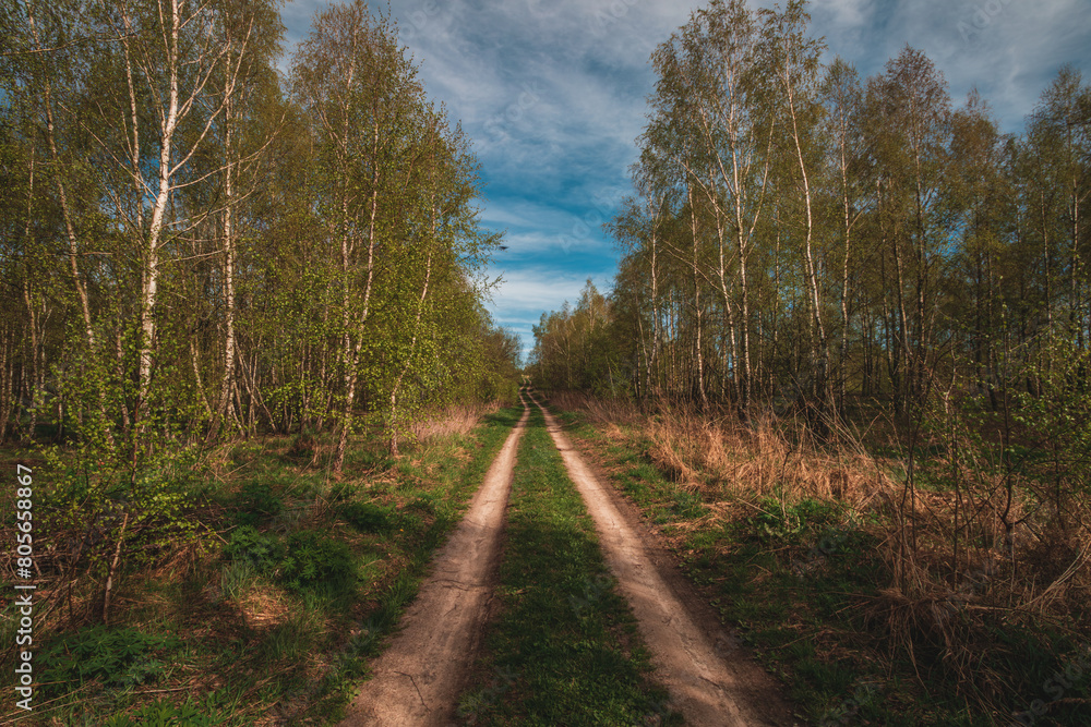 Beautiful green summer forest. Spring background, backdrop Beautiful green summer forest. Spring background, backdrop