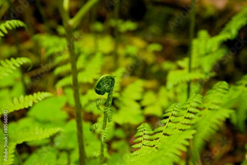 Close up of a single frond, most likely of a Lady Fern (Athyrium filix-femina), uncurling in the foreground, with more ferns near the forest floor in the background.