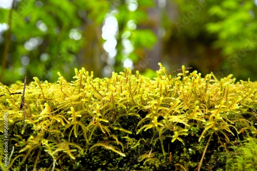 Moss, most likely Pendulous Wing-Moss (Antitrichia curtipendula), growing upwards on a tree branch in a dense pine woodland. 