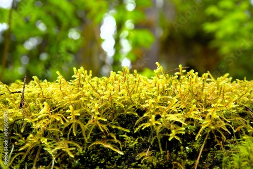 Moss, most likely Pendulous Wing-Moss (Antitrichia curtipendula), growing upwards on a tree branch in a dense pine woodland.  photo