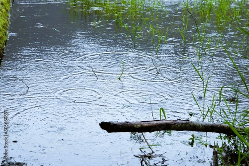 Droplets of rain creating ripples on the surface of a pond, with rushes and fallen tree branches.