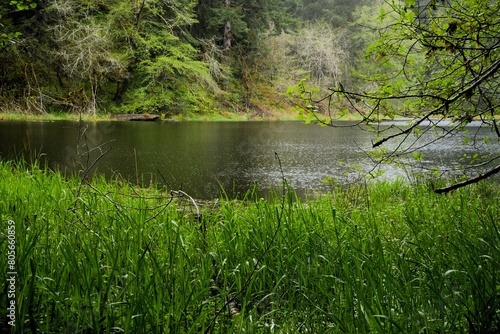 Pond surrounded by rushes and pine trees. 