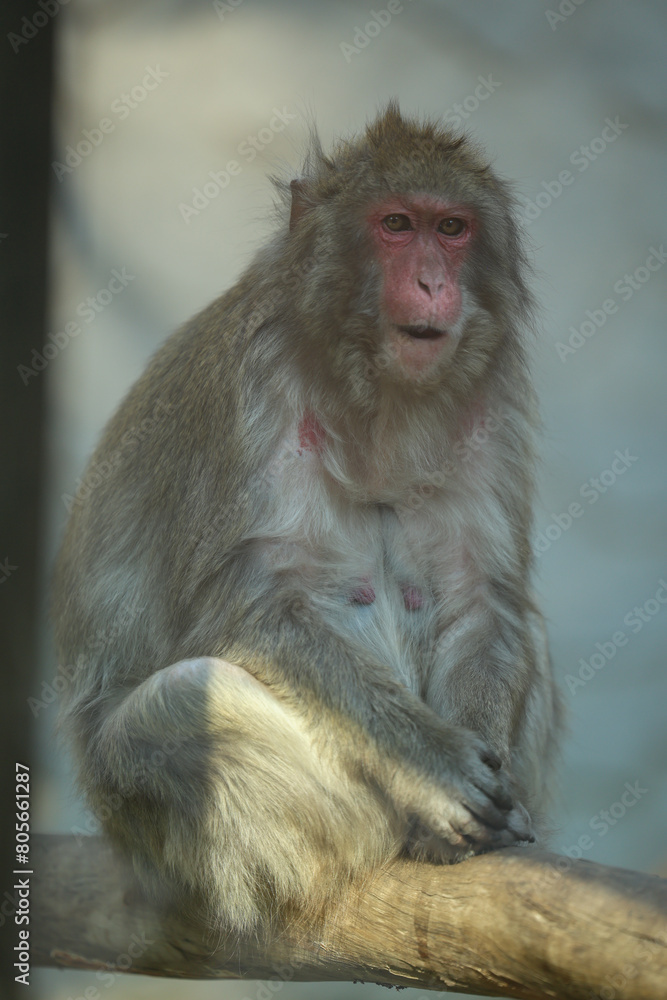 Fototapeta premium Animales de zoológico 
