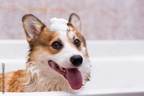 Girl bathes a Pembroke Welsh Corgi puppy in the shower. Funny dog with his tongue hanging out and foam on his head. Happy little dog. Concept of care, animal life, health, show, dog breed © Granmedia