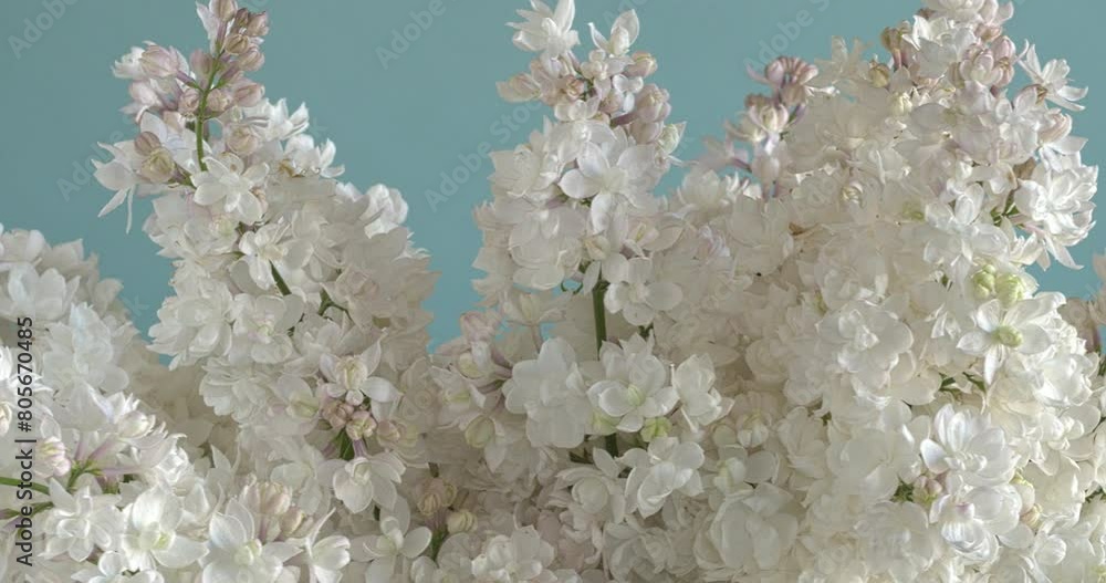 Close up view of pearl-pink lilac (Syringa vulgaris) flowers in a vase on a blue background. The beauty of Moscow or Krasavitsa Moskvy cultivar. Table spin. Close up view of pearl-pink lilac (Syringa vulgaris) flowers in a vase on a blue background. The beauty of Moscow or Krasavitsa Moskvy cultivar. Table spin.