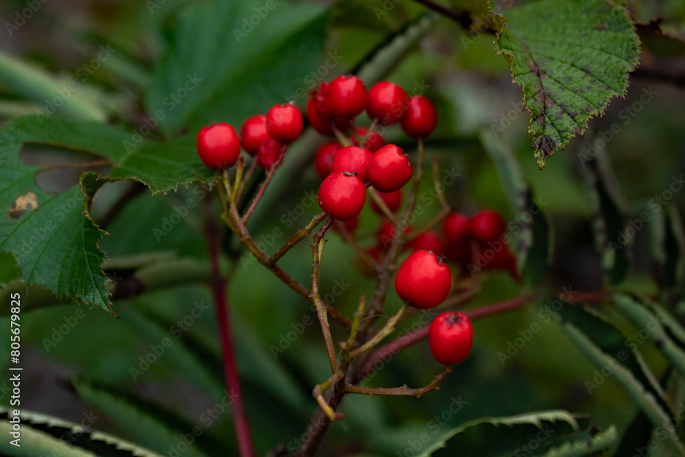 Obraz premium red berries on a bush