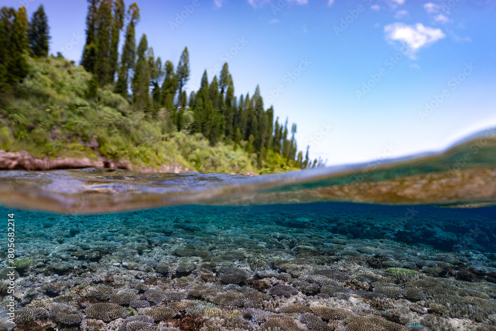 Underwater and the coral