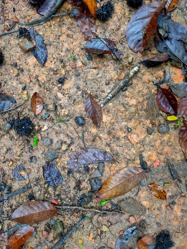 After the Rain: Wet Soil with Damp Dry Leaves