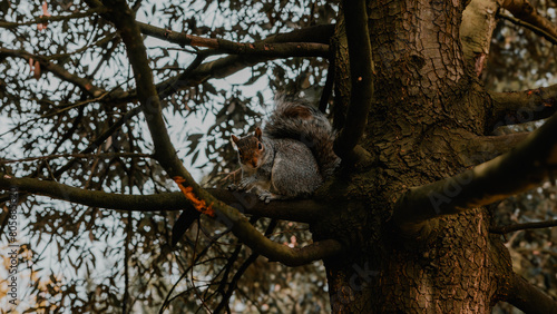 Photography squirrel on tree