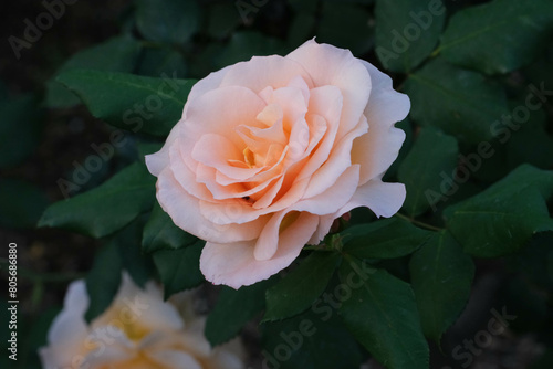 クリーム色の薔薇の花をクローズアップ撮影