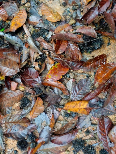 After the Rain: Wet Soil with Damp Dry Leaves