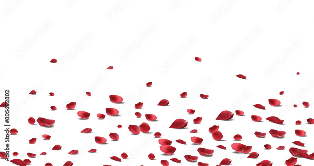 Falling Rose petals Vector illustration. Red rose petals on fake transparent