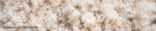 Closeup of curly white wool on a sheep, as a nature background
 photo