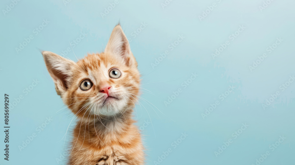 orange tabby kitten with curious questioned face isolated on light blue background.