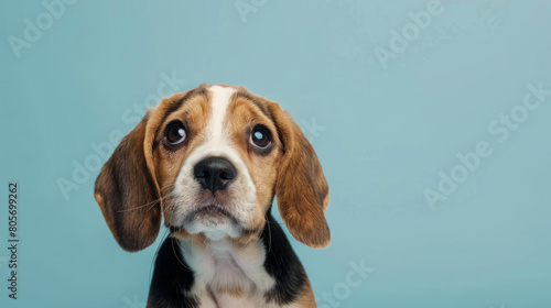 beagle puppy with curious questioned face isolated on light blue background.