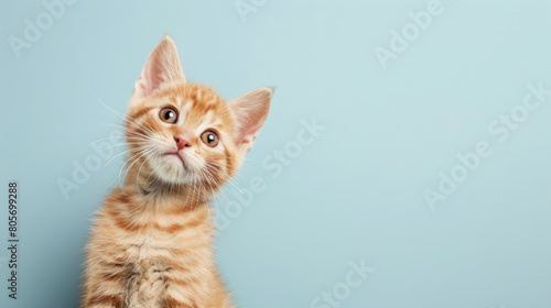orange tabby kitten with curious questioned face isolated on light blue background.