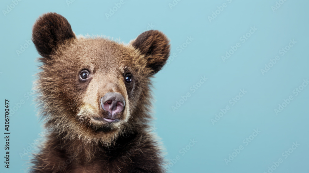 Adorable brown bear cub isolated on light blue background with copy space. Adorable brown bear cub isolated on light blue background with copy space.