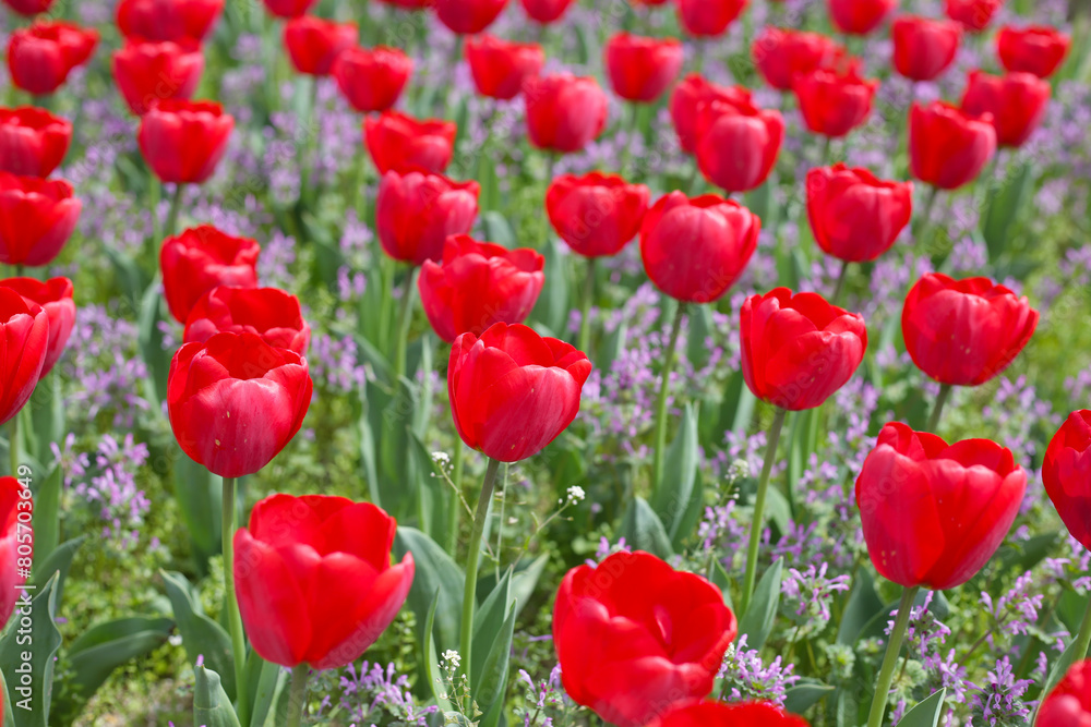 Beautiful tulip flower garden. The Expo 70 Commemorative Park, Osaka, Japan Beautiful tulip flower garden. The Expo 70 Commemorative Park, Osaka, Japan