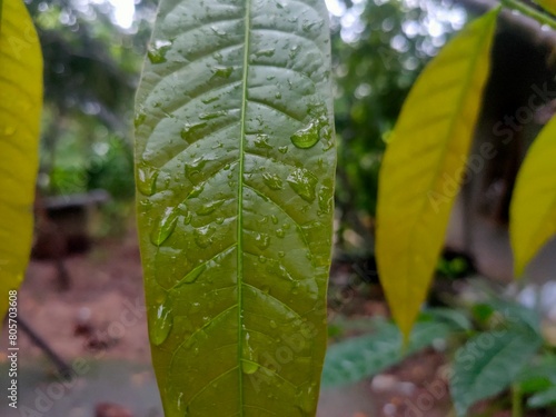 Dewy Leaves: Raindrops Glistening on Foliage