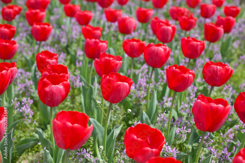 Beautiful tulip flower garden. The Expo 70 Commemorative Park, Osaka, Japan