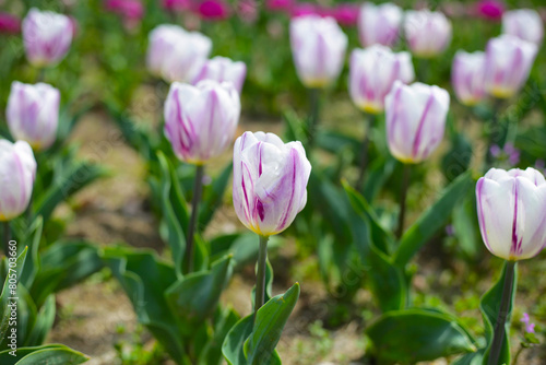 Beautiful tulip flower garden. The Expo 70 Commemorative Park, Osaka, Japan