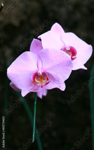 Pink Phalaenopsis or moth orchids blooming on the tree.