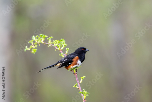 Male Eastern Towhee, Pipilo erythrophthalmus, perched on single branch looking green muted background copy space