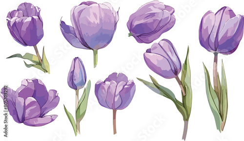 purple tulip clipart vector for graphic resources #805709292