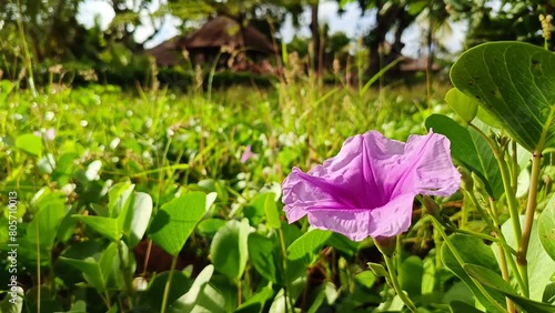 A lone purple morning glory flower stands out against a lush green backdrop, capturing the beauty of nature in a serene garden setting