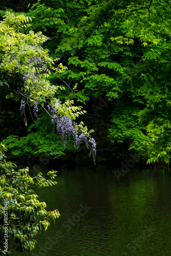 大宮池の新緑と藤の花 鳥取県 樗谿公園