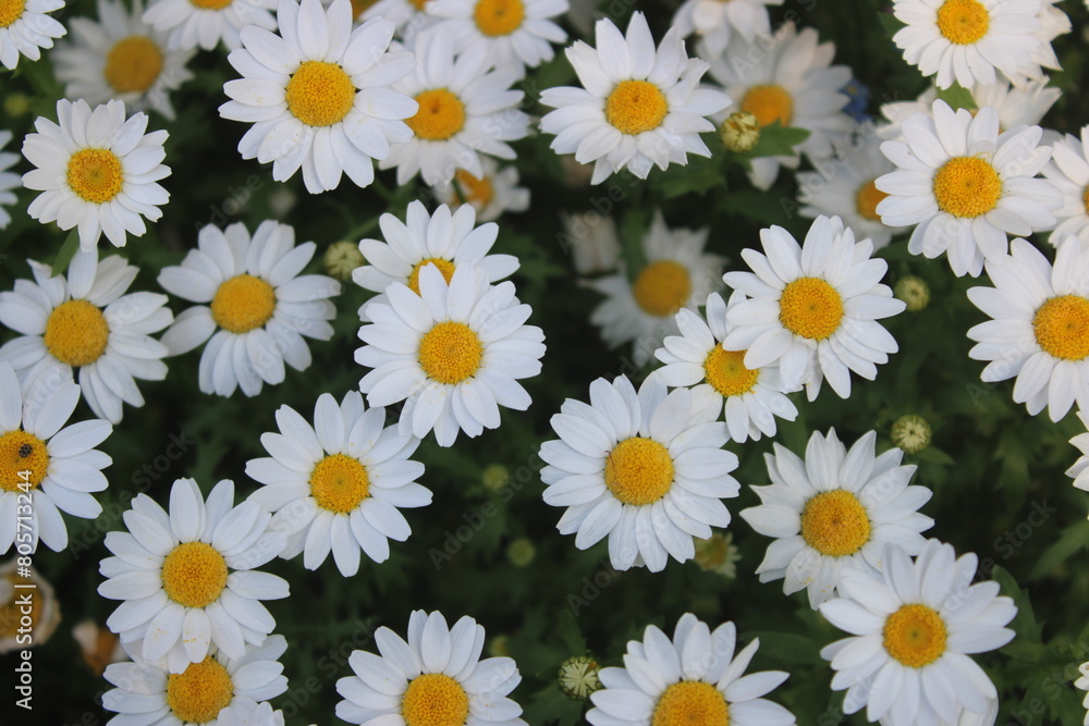 daisies in a garden daisies in a garden