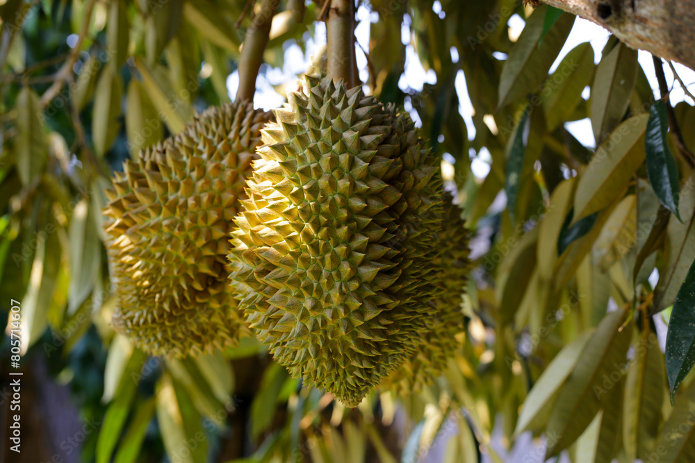 Durian fruit on tree, Thai durian fruit garden Durian fruit on tree, Thai durian fruit garden