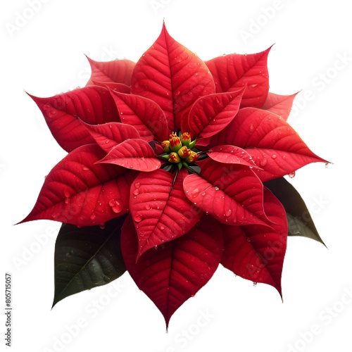 red poinsettia isolated on white photo