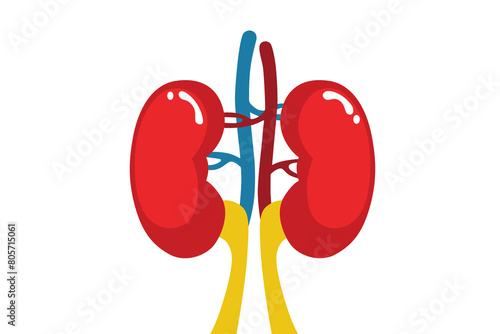 The kidneys are two reddish-brown bean-shaped blood-filtering organs that are a multilobe multibacillary form of mammalian kidney, usually without signs of external lobulation. photo