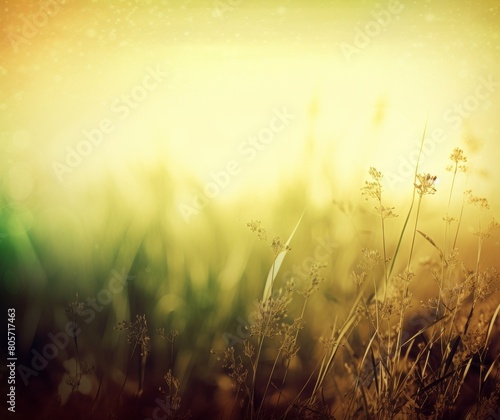 Serene Sunset Backlit Grass Field with Bokeh Light Sparkles